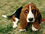 Bassett.jpg