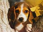 Beagle puppy.jpg