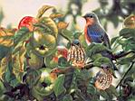 Bluebirds.jpg