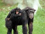 Chimpansee met jong.jpg