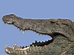 alligator.jpg