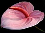 anthurium.jpg