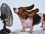 beagle.jpg