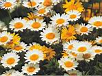 bloem 01.jpg