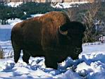buffel.jpg