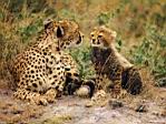 cheetah 01.jpg