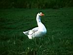 gans.jpg